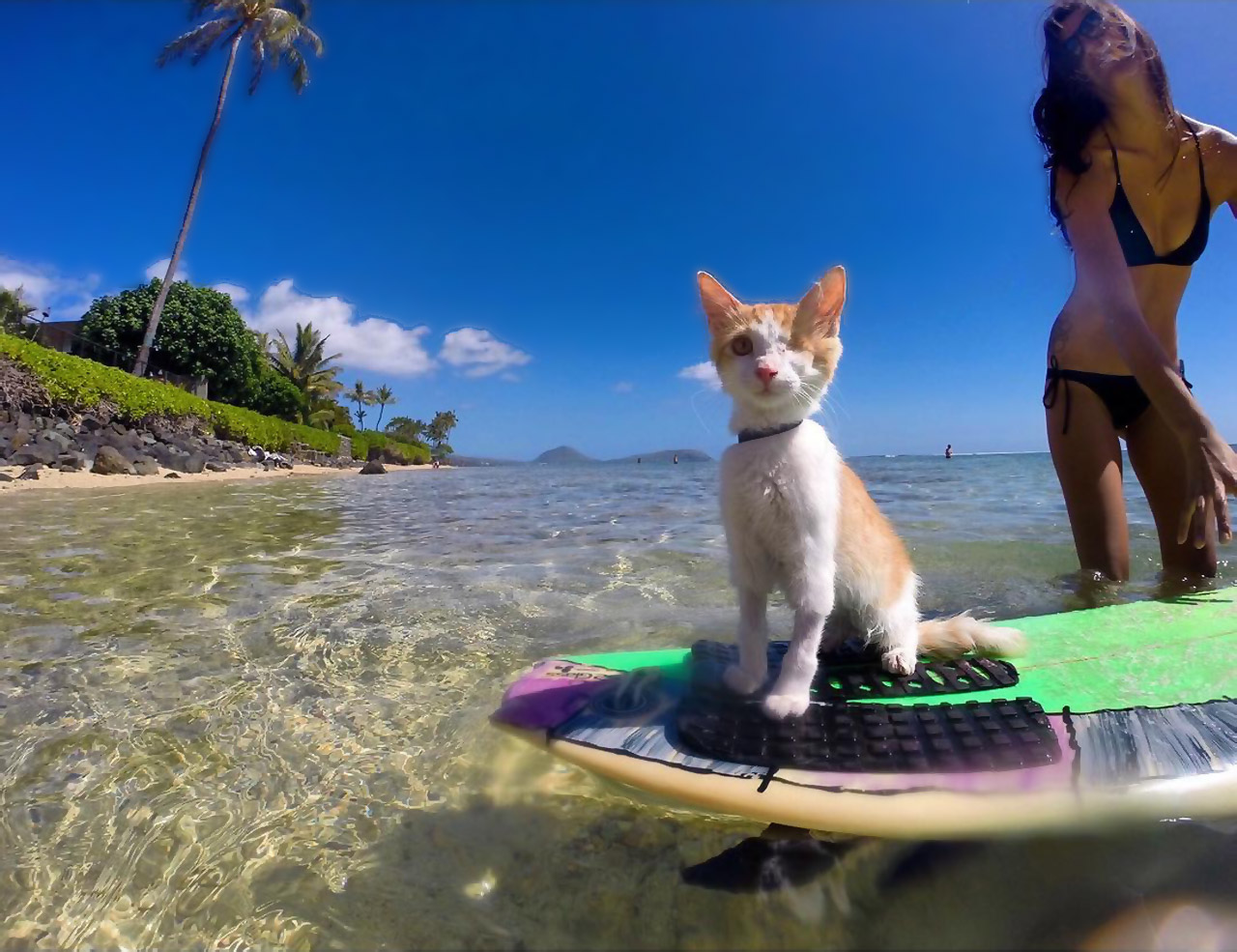 Say aloha to Kuli, the one-eyed surfing cat from Honolulu, Hawaii.